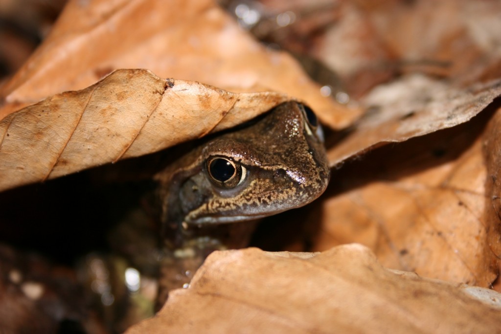 Les amphibiens/ reptiles - Réserve naturelle nationale de la Bassée