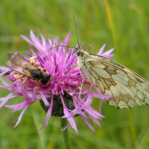 fleur papillon abeille