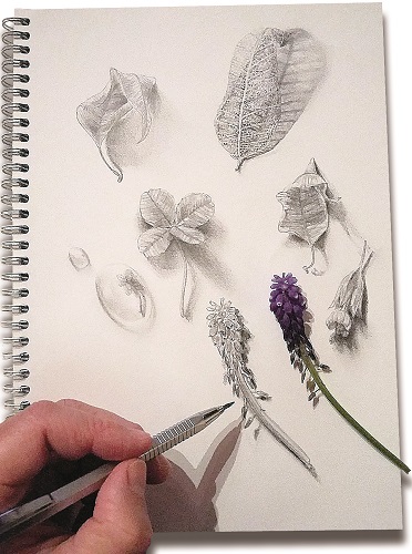 dessin carnet naturaliste fleur